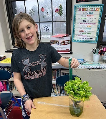 student measuring their hydroponically grown lettuce