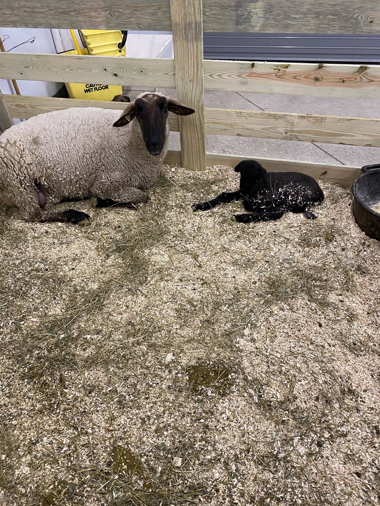 Lambs 1-23-20