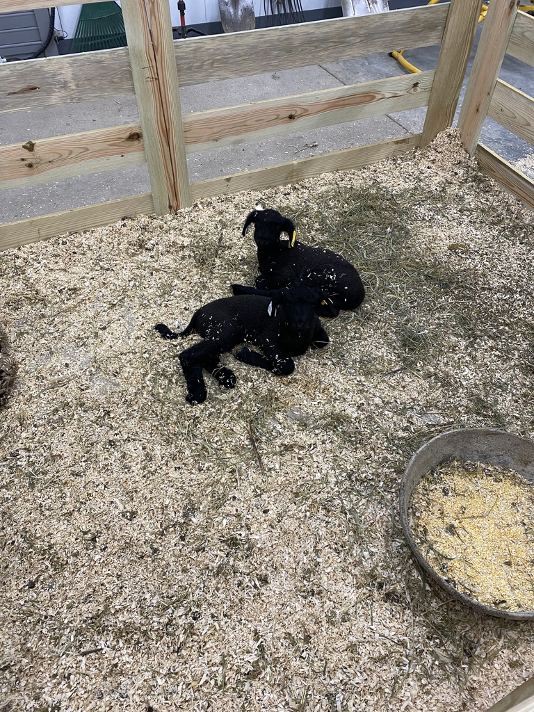 Lambs 1-23-20