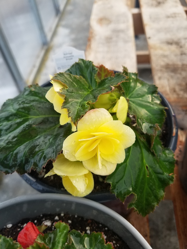 Yellow Begonia