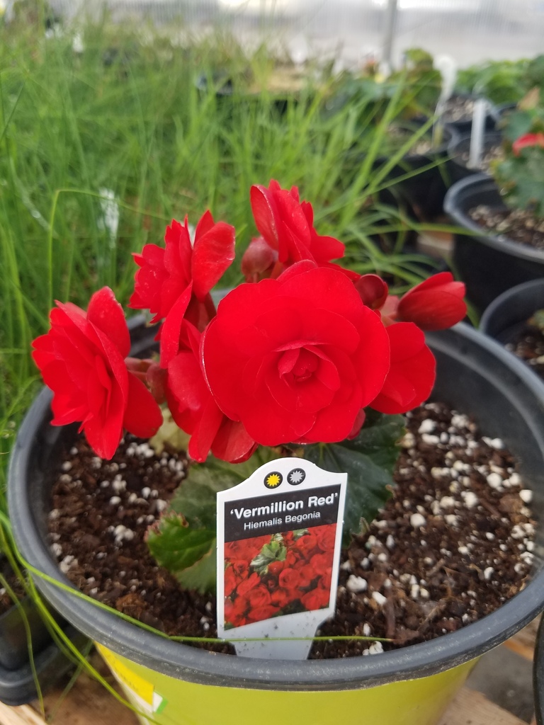 Red Begonia