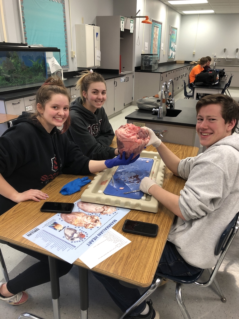 Heart dissection