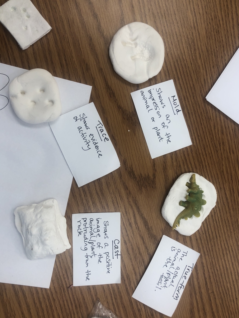 Mold, cast, true form, and trace fossils