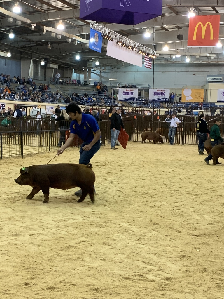 Andrew Villarreal exhibiting his Class 1 Duroc Gilt