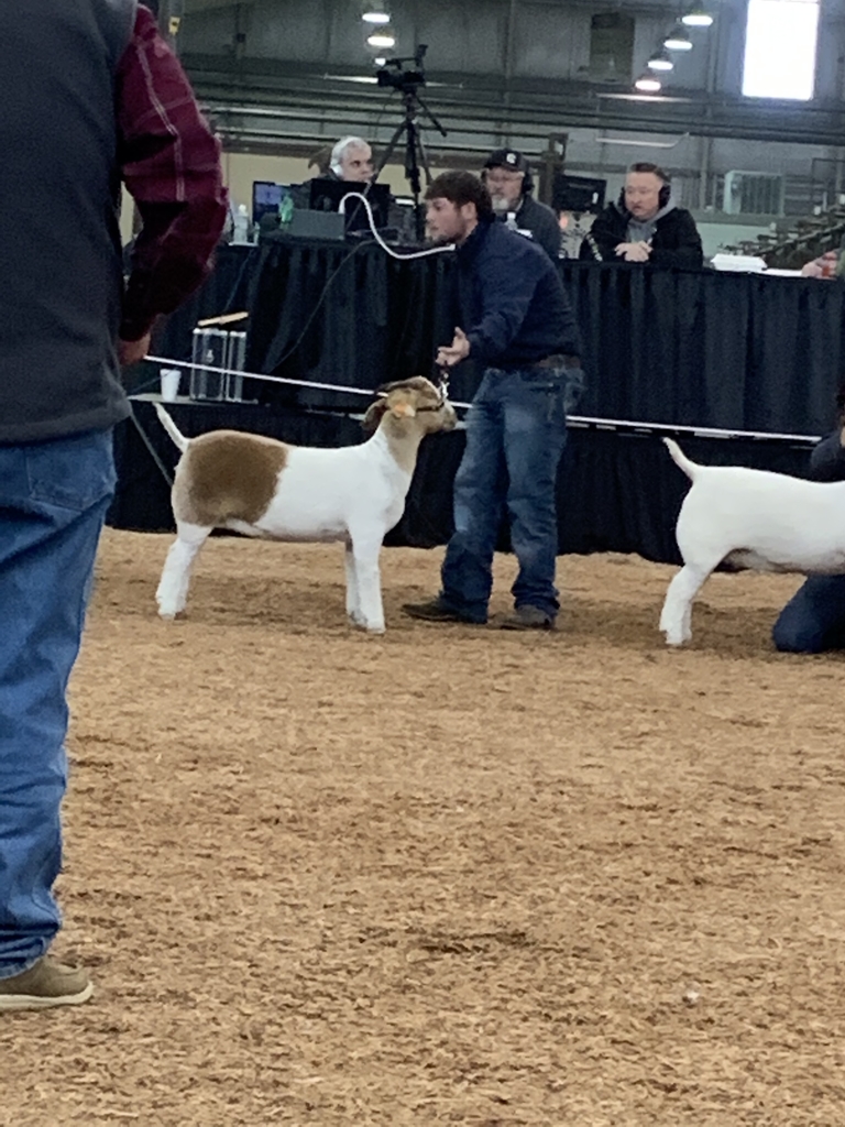 Braden Jackson showing Paint in class 11. Braden placed 5th in his class! 