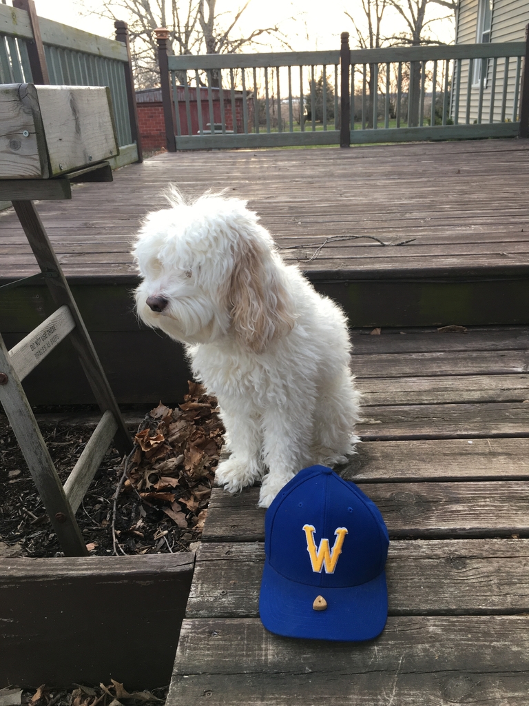 The Spielbauers are teaching Tucker to practice social distancing. #wearewapello