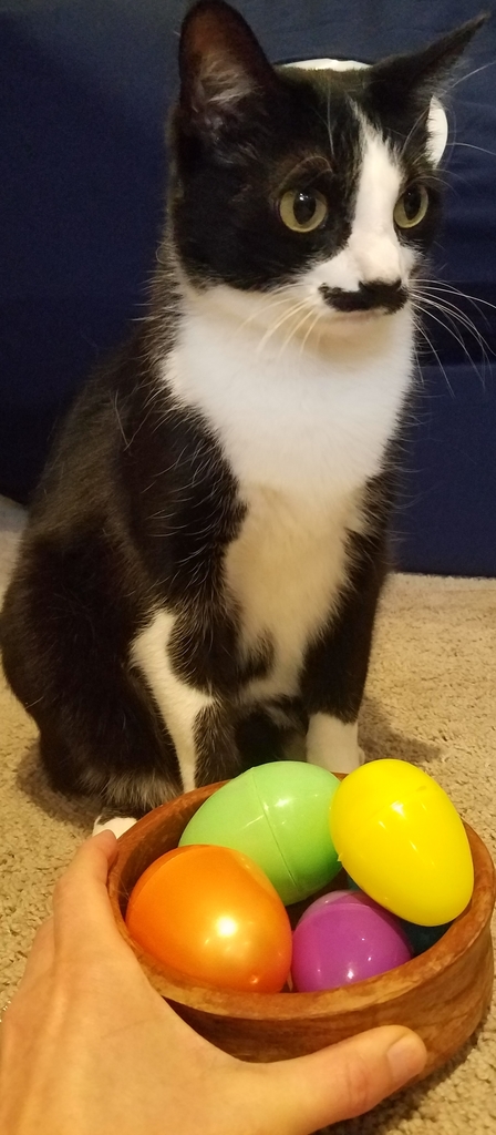 Mustache cat with plastic eggs