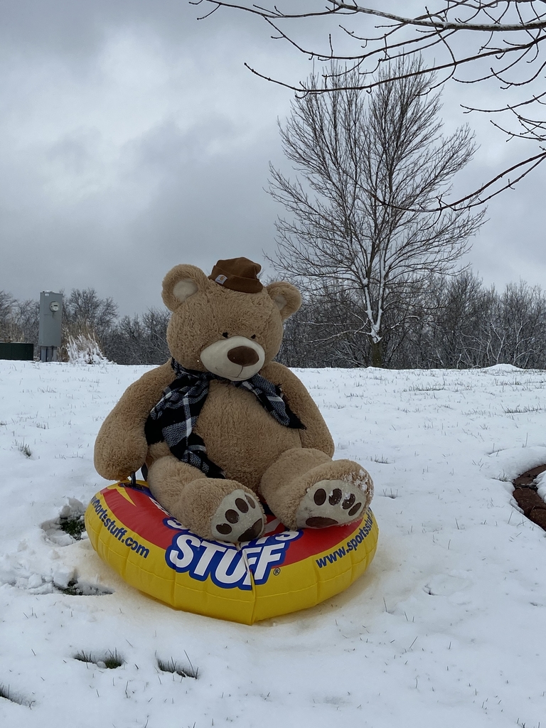 Teddy Bear sledding in snow. 