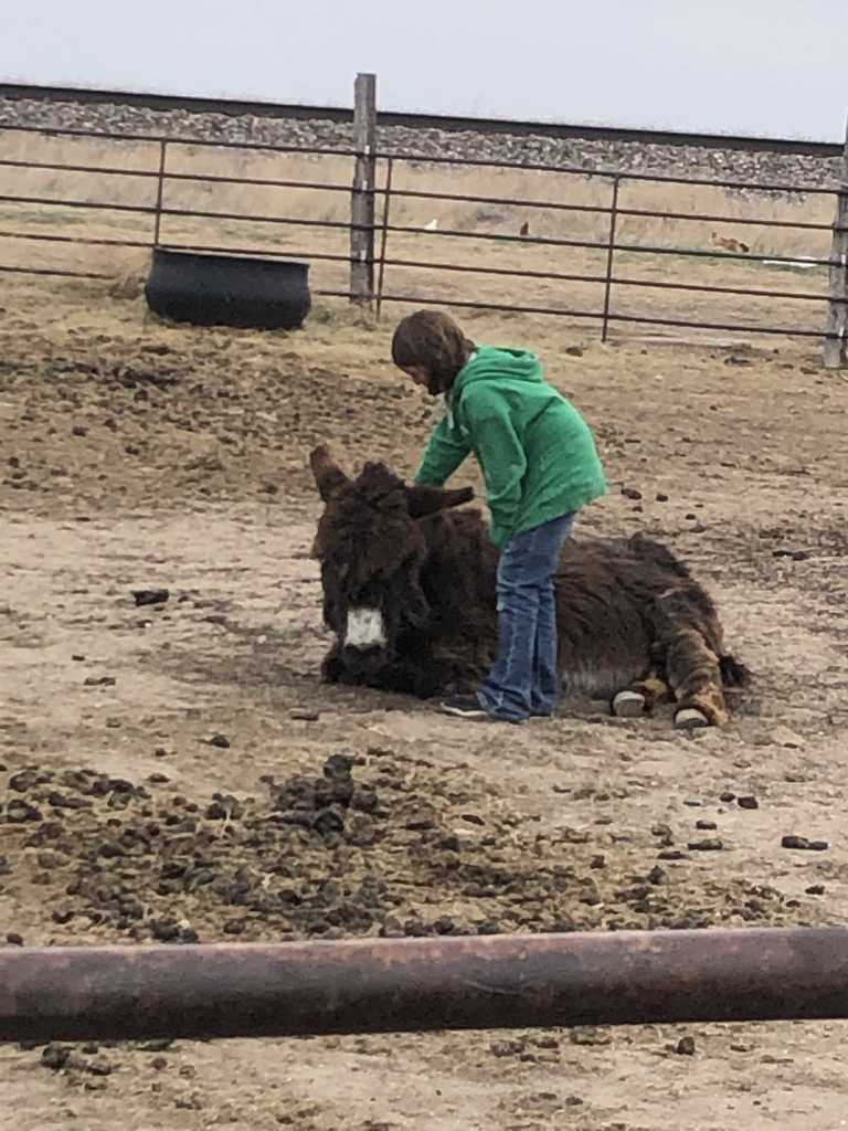 Janda and her animals