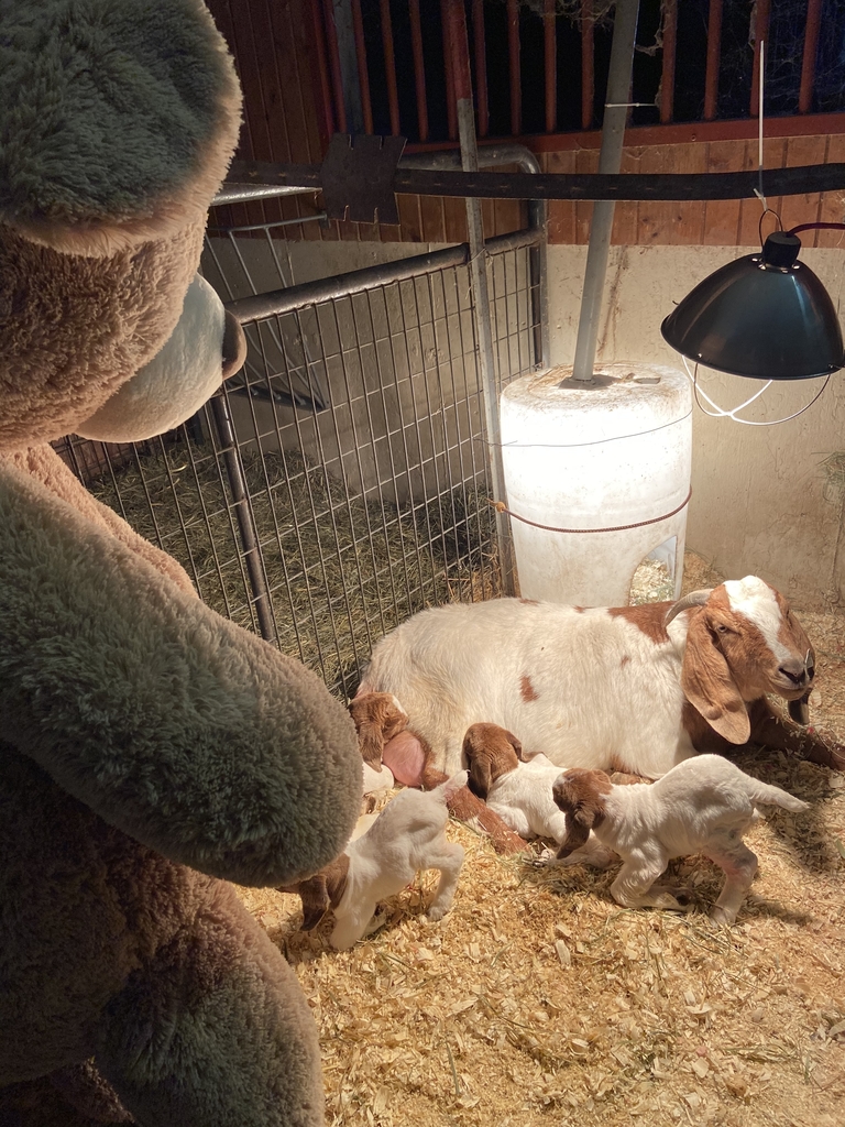 Teddy Bear looking at goats. 