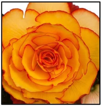 Begonia (Tuberous) - On Top Sunglow