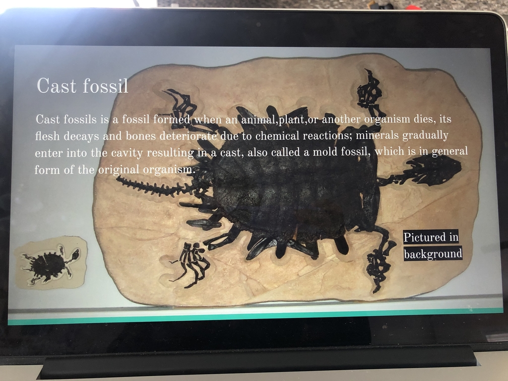 Cast fossil