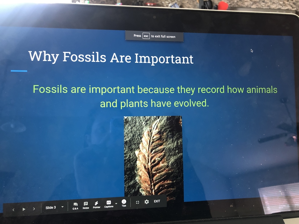 Why are fossils important?