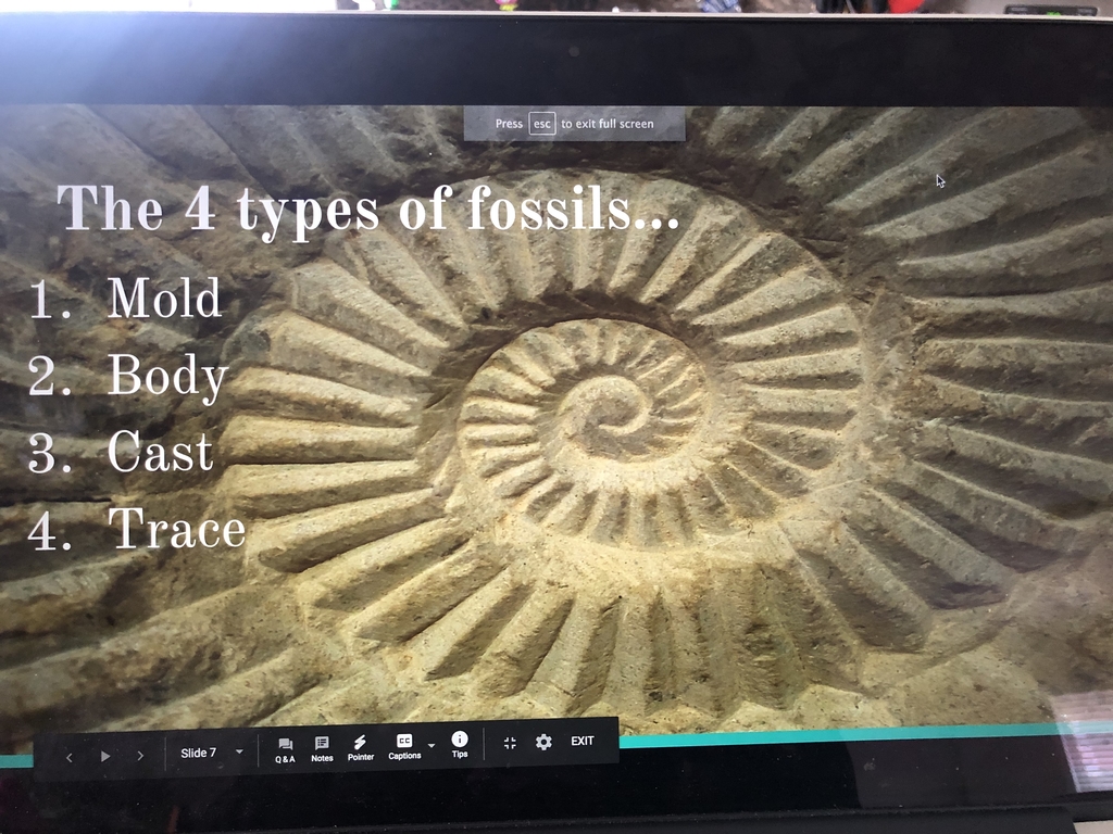4 types of fossils