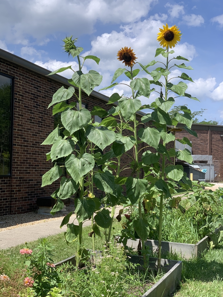 Sunflowers 