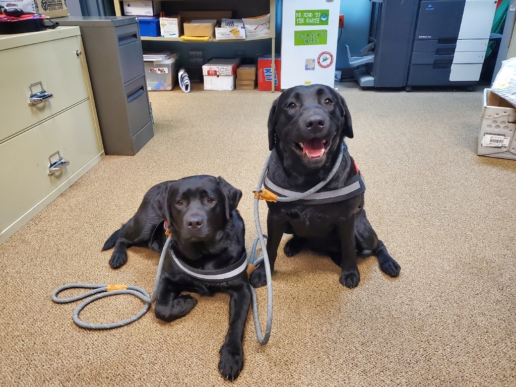 SCA Black Labs