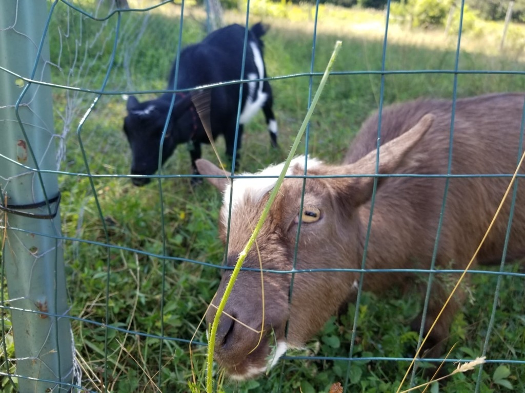 Happy goats!