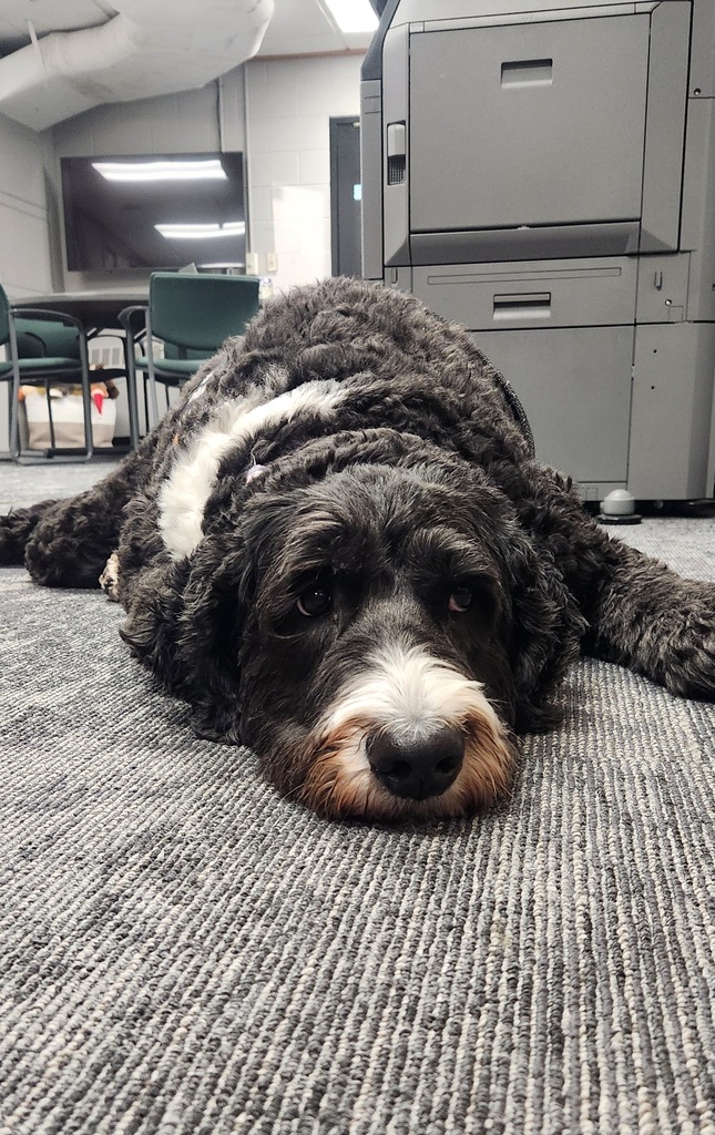 Brighton therapy dog relaxes after a long day at work,