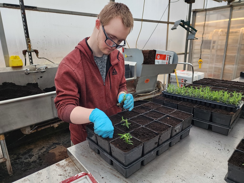 Young adult male planting flower starts.