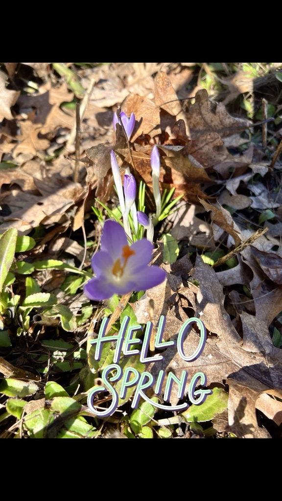 spring flower coming up though the leaves 