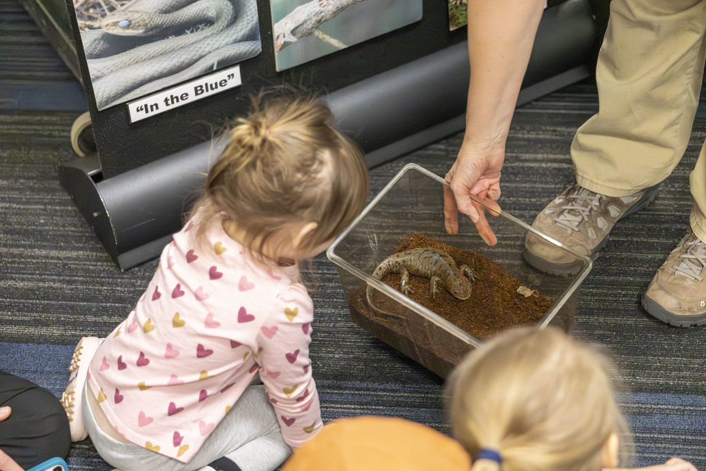 Young girl looking at a salamander in a small tub.