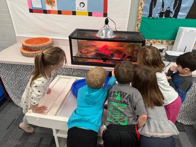Group of preschool children gathered around a classroom terrarium, watching a gecko eat crickets under a heat lamp.