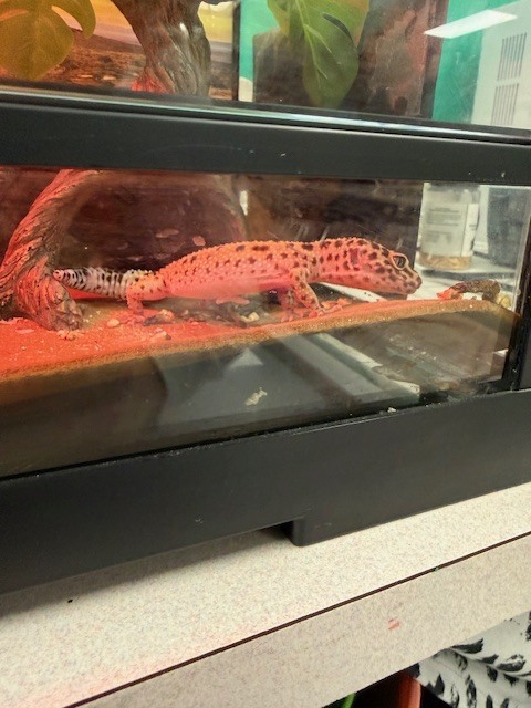 Close-up of a spotted gecko inside a glass terrarium, standing on red substrate near a log while eating a cricket under a heat lamp.