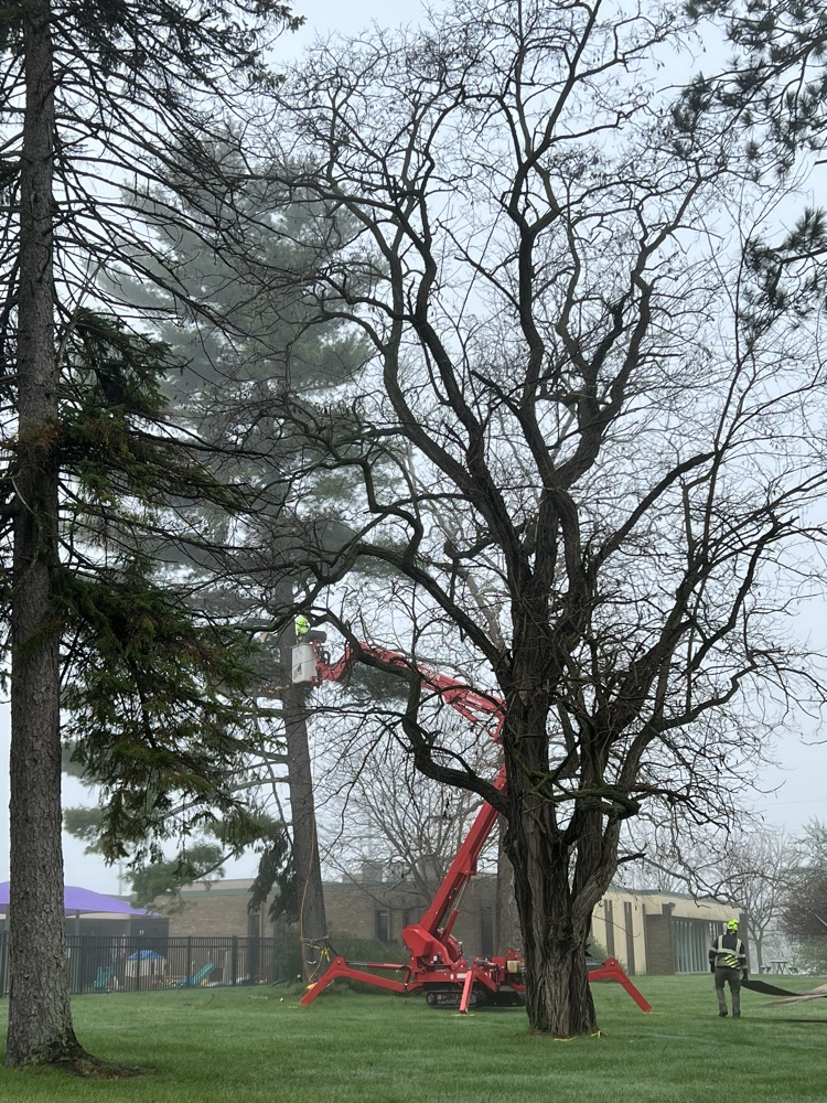 Tree trimmers work on cutting down large pine tree. 