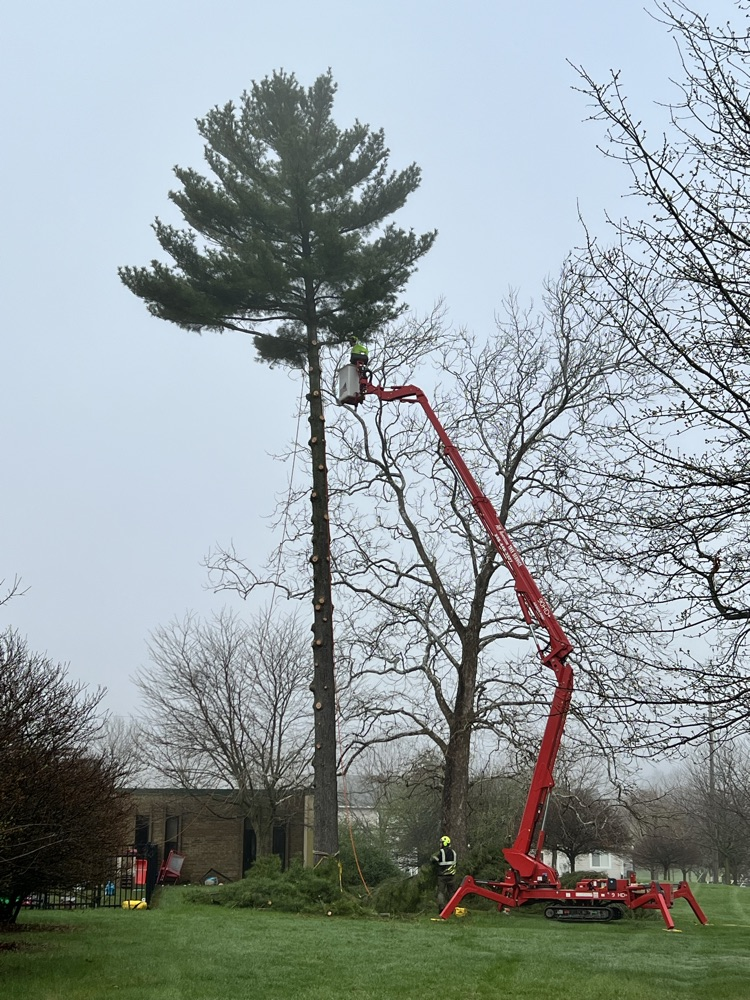 Tree trimmers work on cutting down large pine tree.