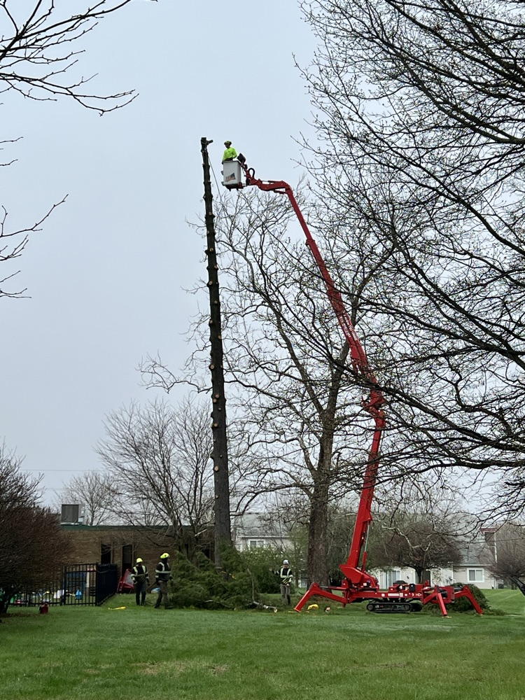 Tree trimmers working on cutting down large pine tree.