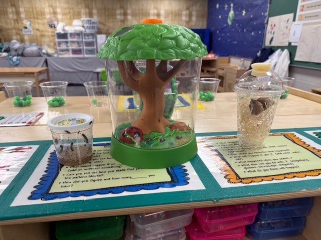 A preschool classroom table displays live insect habitats, including caterpillars, ladybugs, and praying mantis eggs, set up for children to observe and explore life cycles.