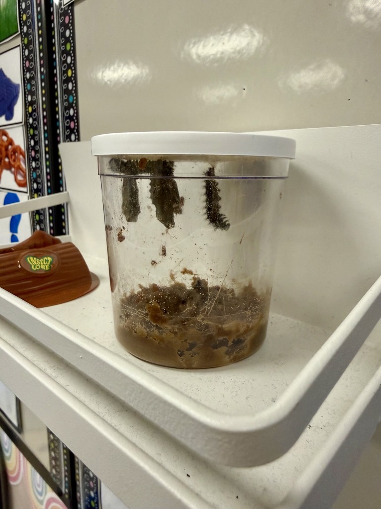 Several butterfly chrysalises hang inside a classroom habitat container