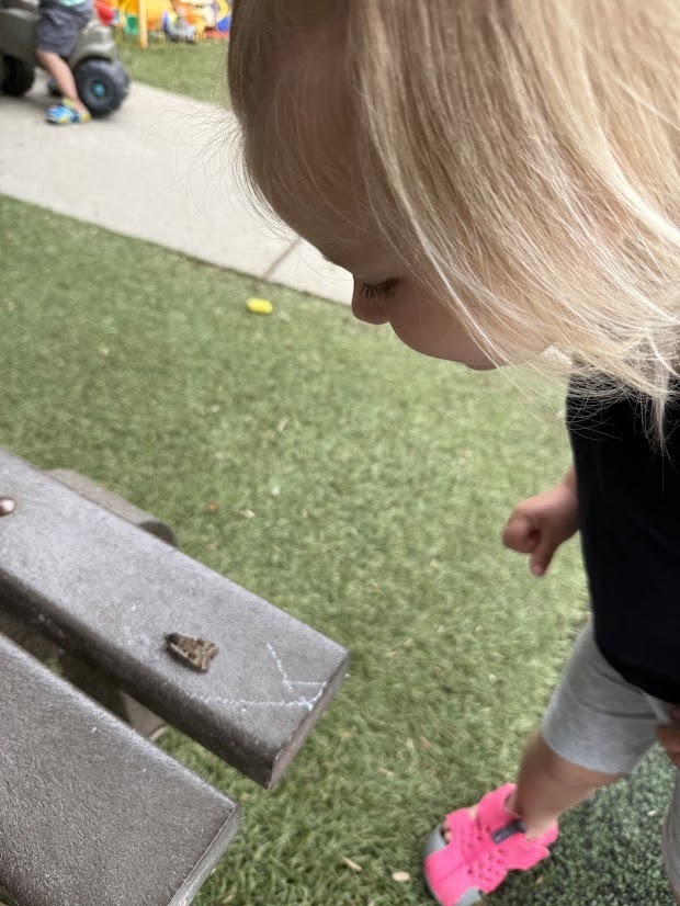 A child leans in to closely observe a small moth resting on an outdoor bench during nature exploration.