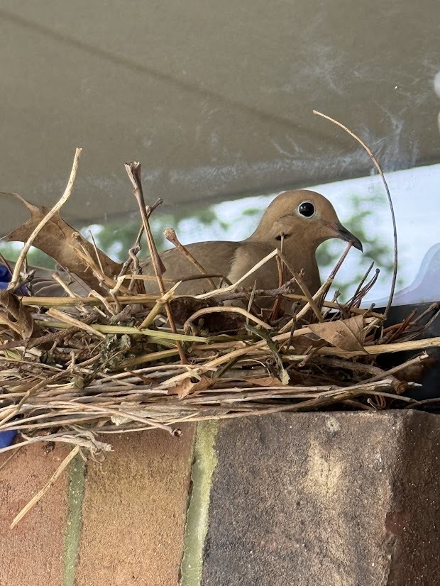 A dove sits quietly in a nest made of twigs and leaves, providing children with an opportunity to observe wildlife up close.