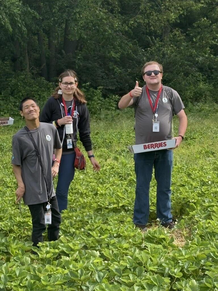 Three young adults stand in a lush green strawberry patch under the sun. The man on the right gives a thumbs-up while holding a white cardboard box labeled "BERRIES" in red letters. They are all wearing lanyards with ID badges.