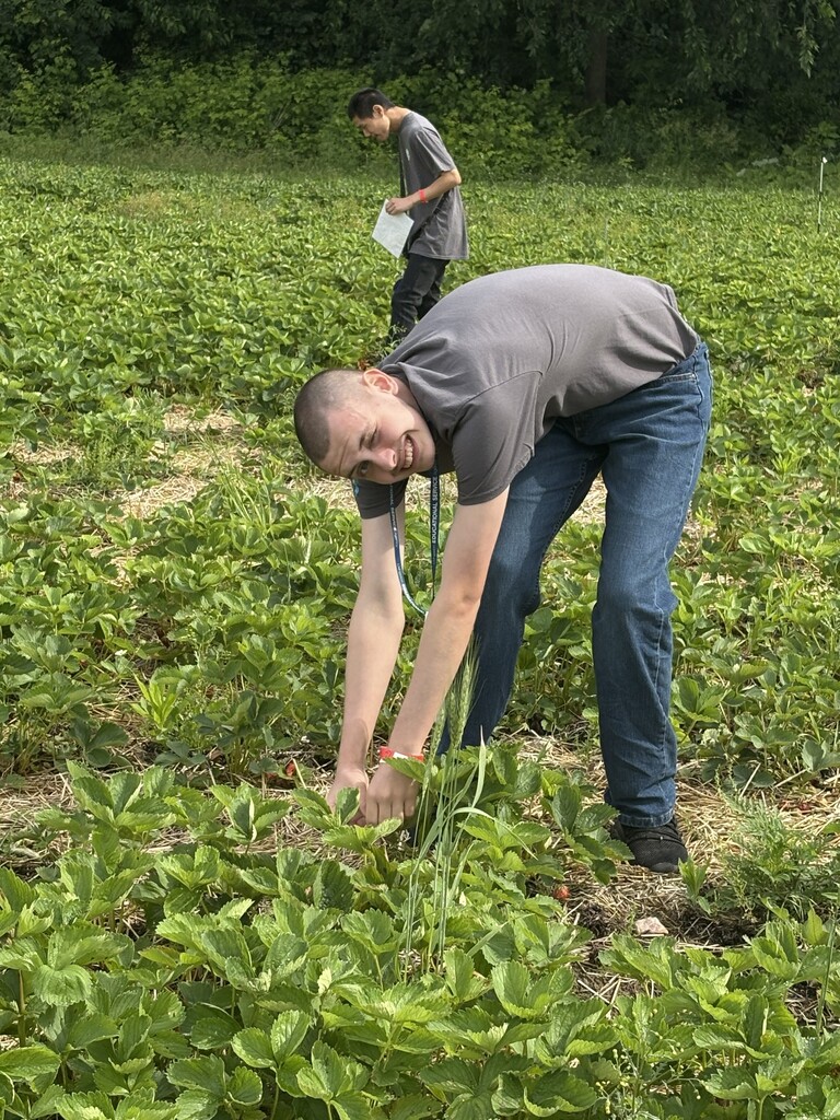 A young man bends down with a big smile to pick strawberries from the plants, while another person searches the field further in the background.