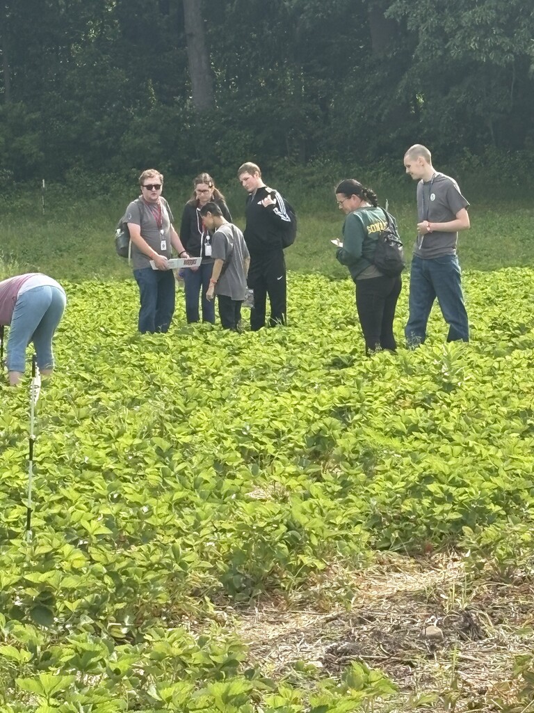 A wide shot of a group of young adults gathered together in a large, open strawberry field with a dense tree line in the background. Some are holding berry boxes while others talk or search the plants.