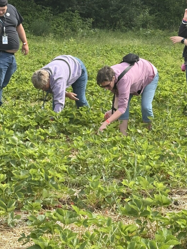 Two women bend over side-by-side, carefully searching through the green strawberry plants growing over a bed of straw mulch.