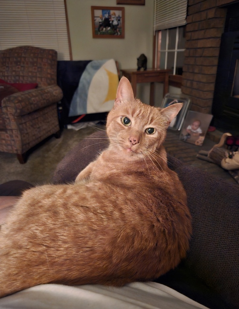 cat