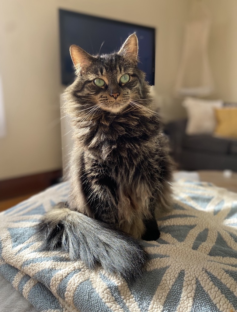 cat