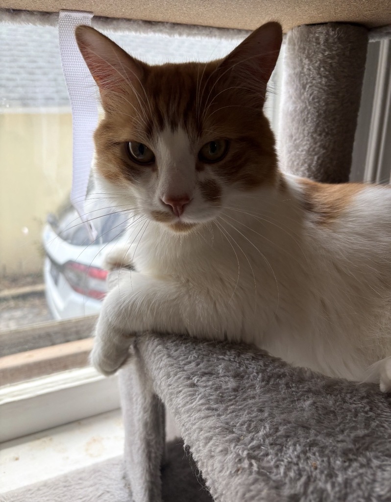 cat