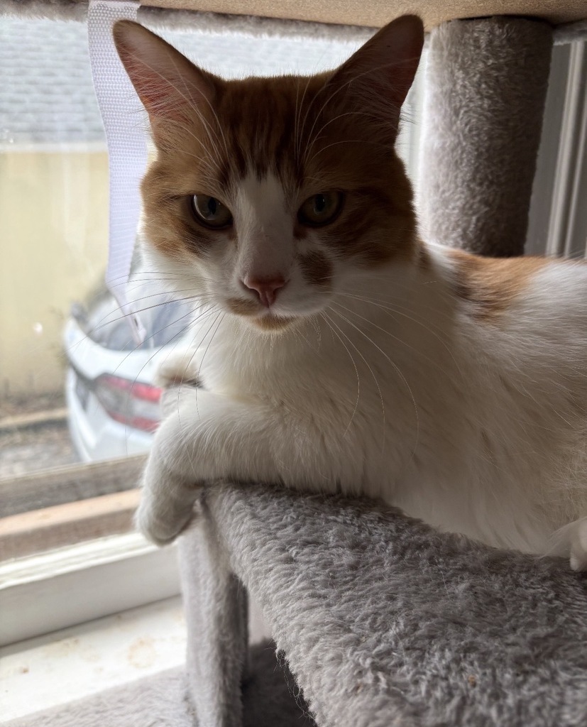 cat