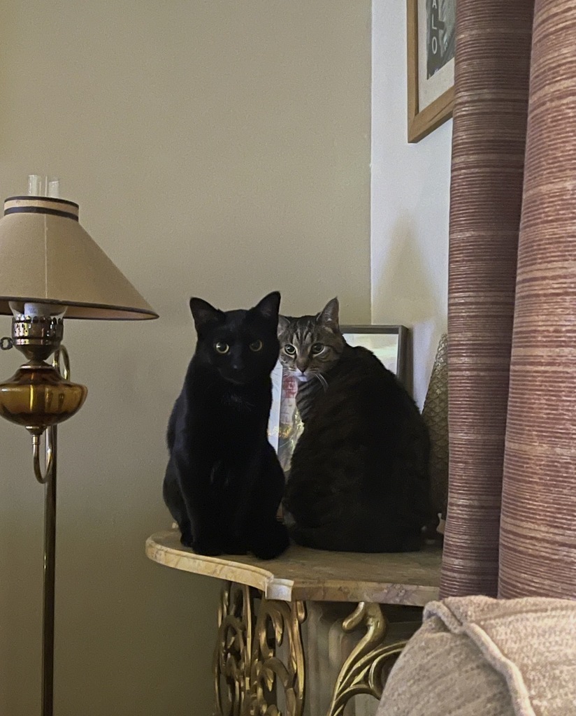 cats