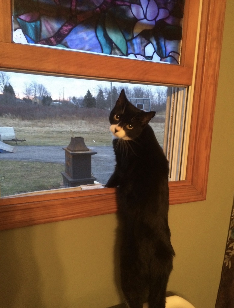cat
