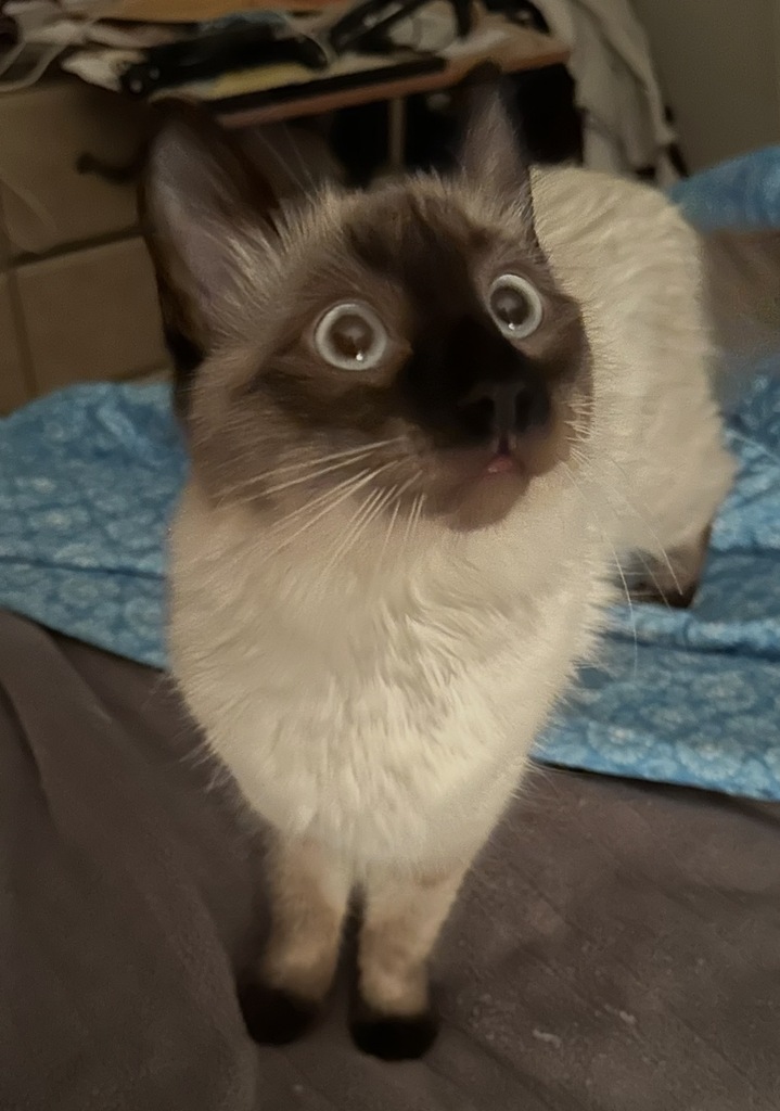 cat