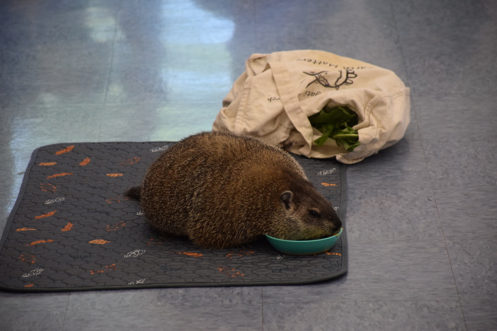 Campers met a ground hog during a visit from the Sweetbriar Nature Center.