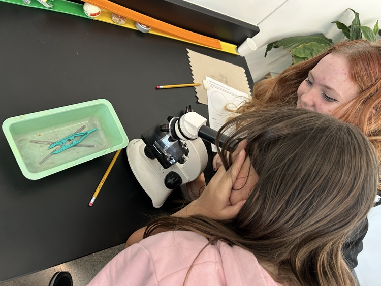 Students look at onion skins with a microscope.