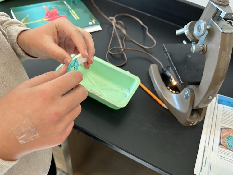 A student peels off a layer of onion skin to prepare a slide.