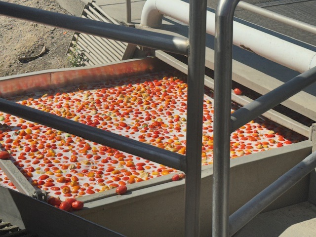 Our Nutrition Services team recently visited Liberty Packing, where locally sourced Bianco DiNapoli tomatoes are grown and processed right here in our region.
