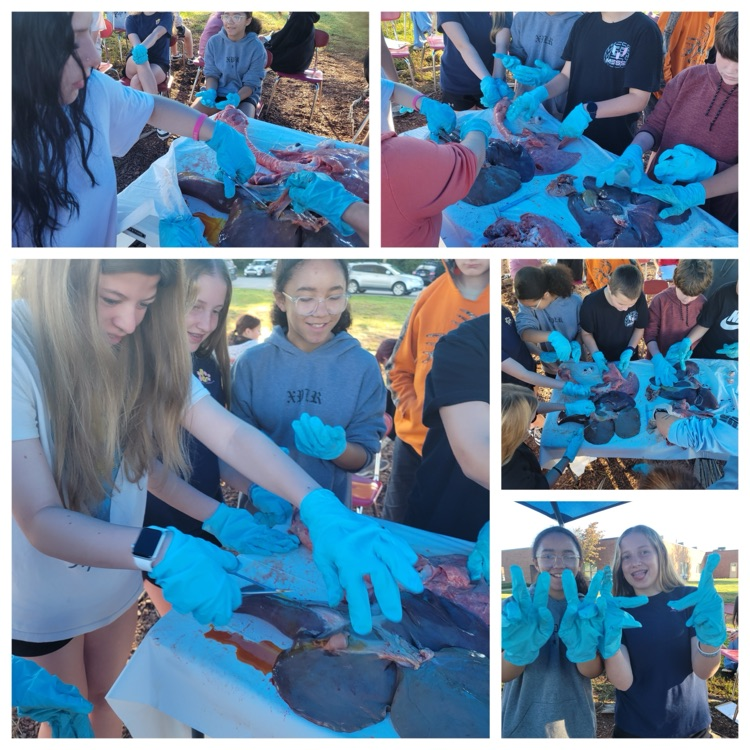 dissection 